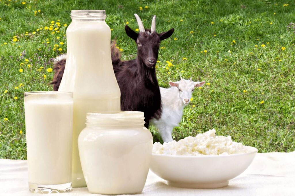 lapte si produse lactate din lapte de capra pe masa, cu capre pe fundal cu verdeata