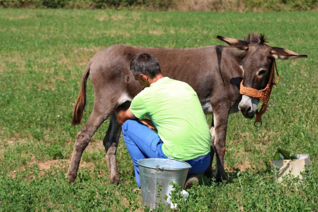 producator local care ia lapte de la magarita pe camp