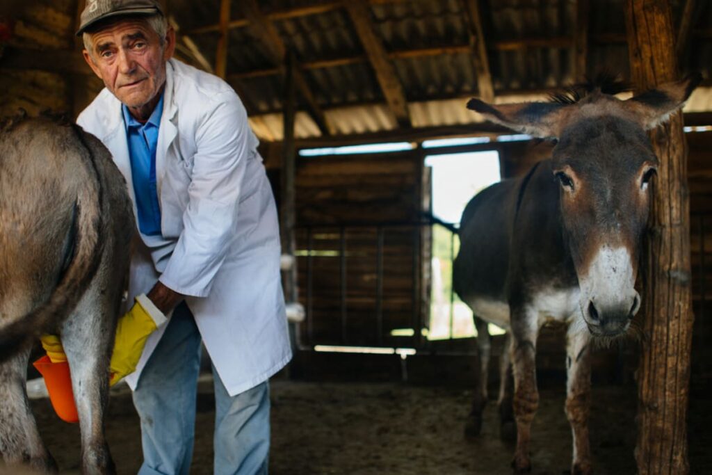 producator local care mulge o magarita in staul
