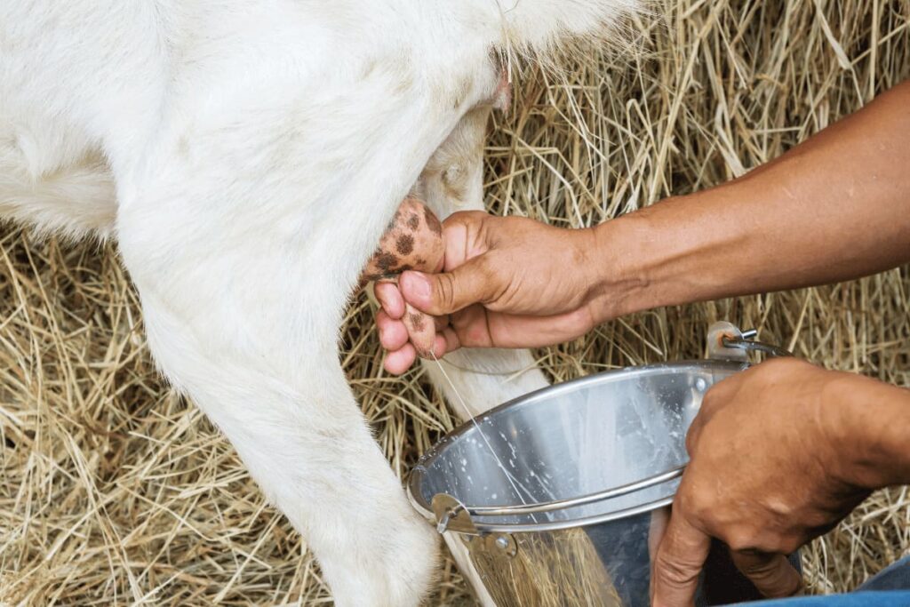 producator local care strage ugerul caprei pentru a obtine lapte