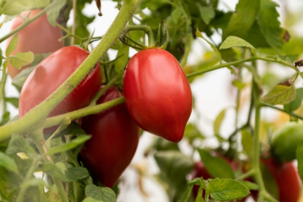 rosii de gradina de la producatori locali romani